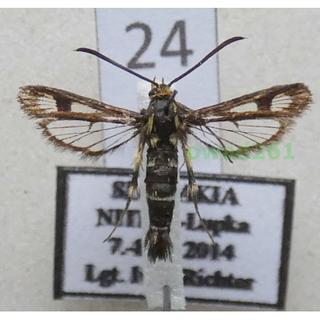 Chamaesphecia empiformis (Esper, 1783) Slovakia24